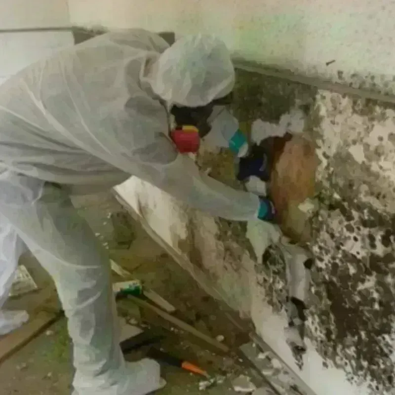 Mold Remediation and Removal in Terry County, TX